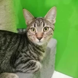 Adopta a Dátil