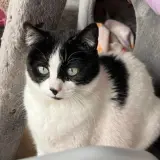 Adopta a Lisa.