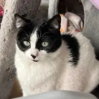 Adopta a Lisa.