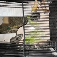 Adopta a Hámster Ruso