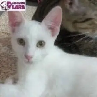 Tika