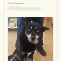 Adopta a Baldo