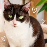 Adopta a Gala