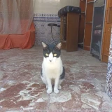 Adopta a Duque De Palma