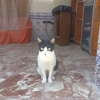 Adopta a Duque De Palma