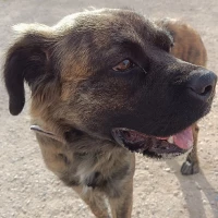 Adopta a Pati