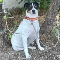 Adopta a Martín