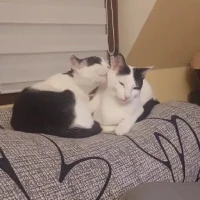 Adopta a Ronnie Y Dobby