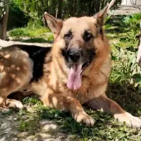 Adopta a Keus