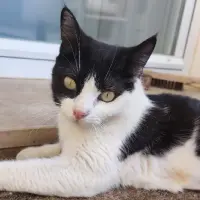 Adopta a Tinta