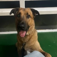 Adopta a Capitán