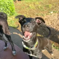 Adopta a Tico Tico