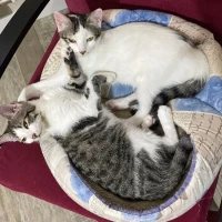 Adopta a Chaplin Y Olaf