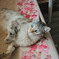 Adopta a Ivy La