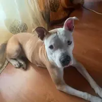 Adopta a Chanel