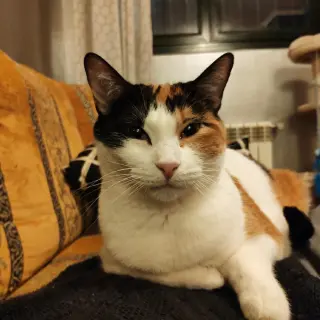 Kimchi