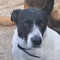 Adopta a Piropo