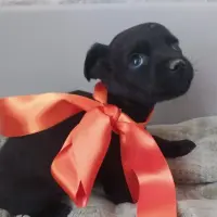Adopta a Milo Precioso Cachorro Mini, Tlf 645978718