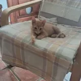 Adopta a Leni