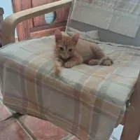 Adopta a Leni