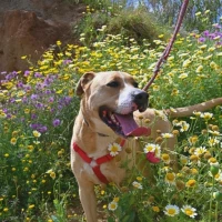 Adopta a Yankee