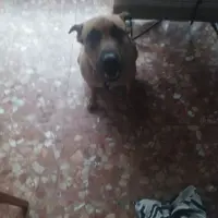 Adopta a Isis