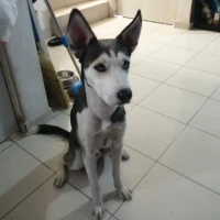 Adopta a Akamaru