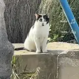 Adopta a Blanco