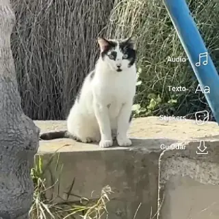 Blanco