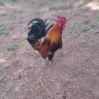 Adopta a Taylor Suí