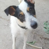 Adopta a Hugo