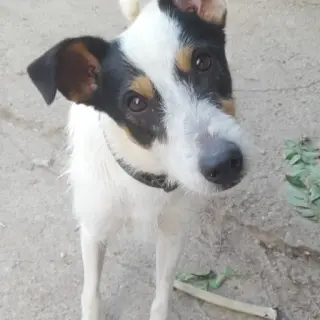 Hugo