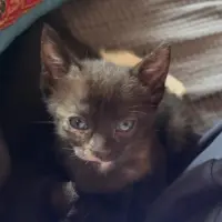 Adopta a Kitty