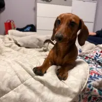 Adopta a Candy