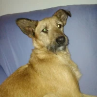 Adopta a Tosty