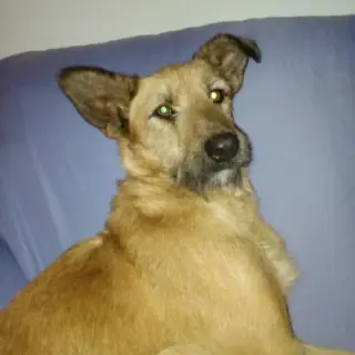 Tosty