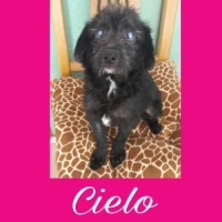 Adopta a Cielo