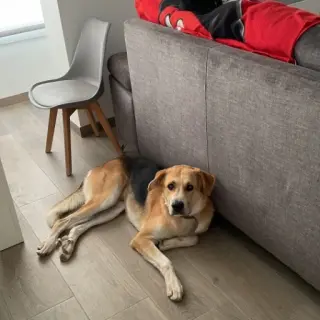 Oreo