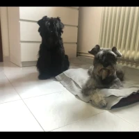 Adopta a Miko Y Maya