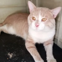 Adopta a Roblox
