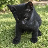 Adopta a Morena Mía