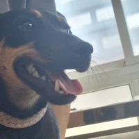 Adopta a Grappa