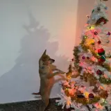 Adopta a Bella