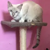 Adopta a Yuri