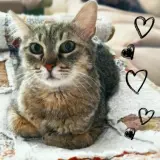 Adopta a Venus