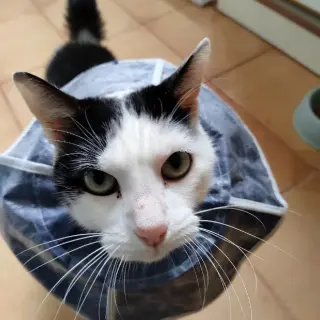 Jaimita