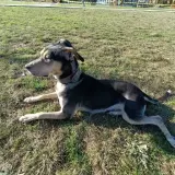 Adopta a Ani