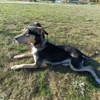 Adopta a Ani