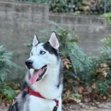 Adopta a Zeus