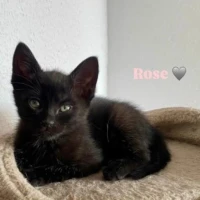 Adopta a Rose
